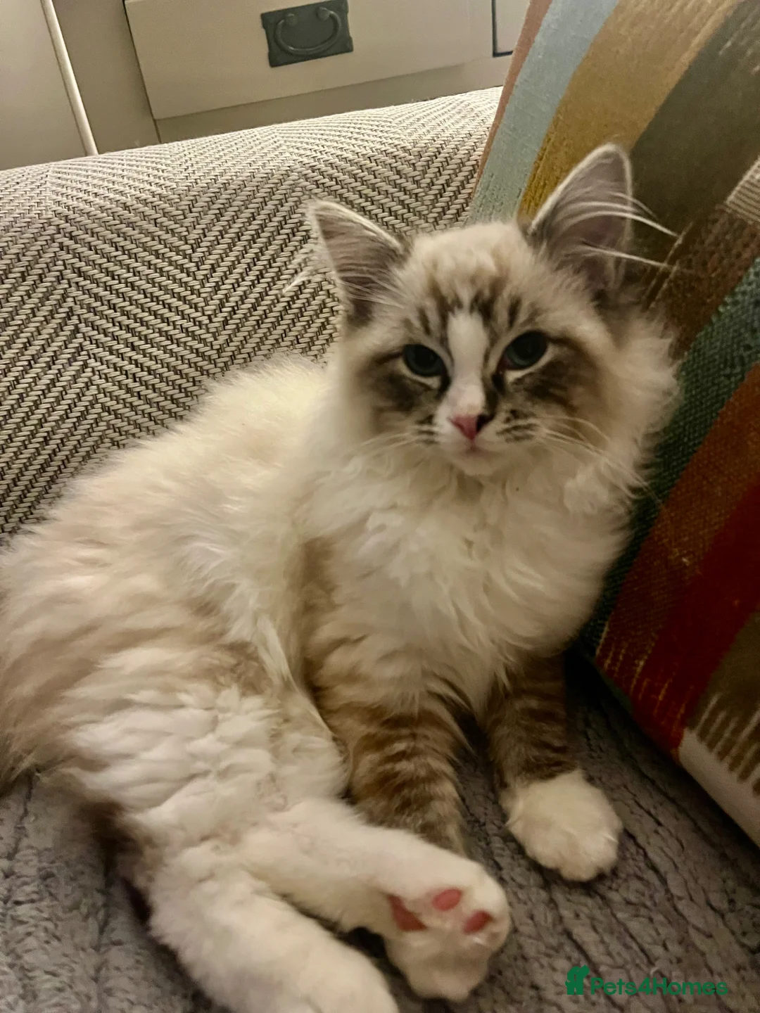 Ragdoll cats for sale: 6 month  old male ragdoll  - Advert 4