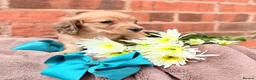 Miniature Dachshund dogs for sale: Long haired miniature dachshunds  - Advert 17