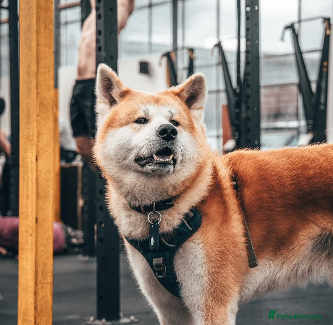 Japanese Akita Inu dogs Studding: 5-Generation Pedigree Japanese Akita in Welwyn Garden City - Advert 1