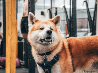 Japanese Akita Inu dogs in Welwyn Garden City - Advert 2