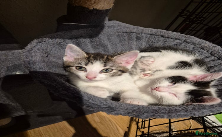 Mixed Breed cats - Advert 12