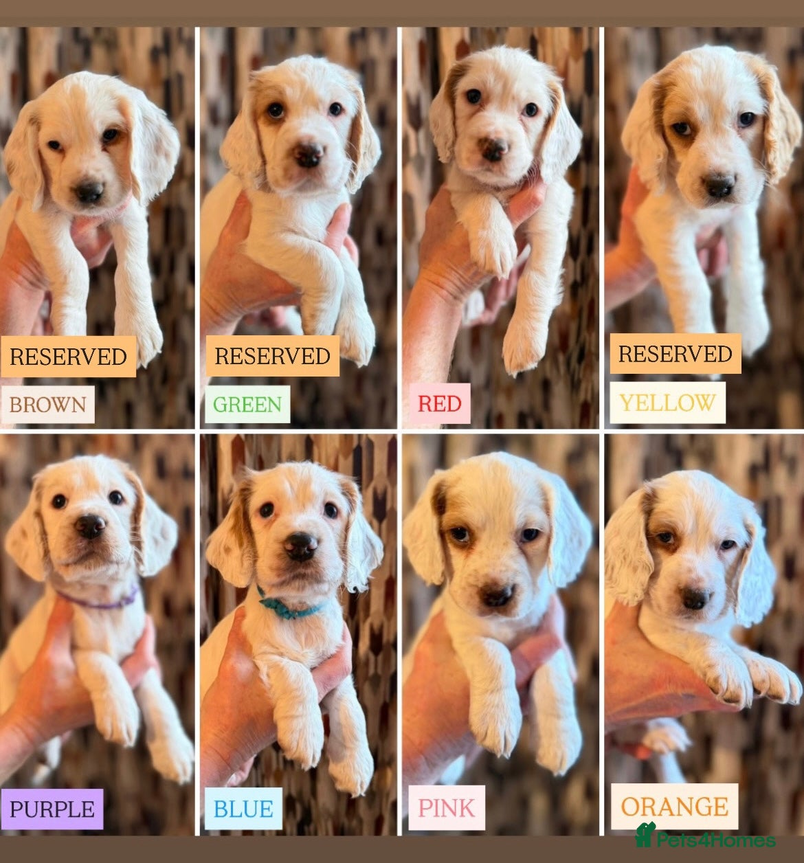 Cocker Spaniel dogs Cocker Spaniel Puppies - Advert 13