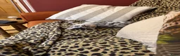 Bengal cats for sale: Beautiful Bengal girl looking for forever home - Advert 5