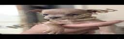Mixed Breed dogs for sale: Dachshund cross frenchies - Advert 4