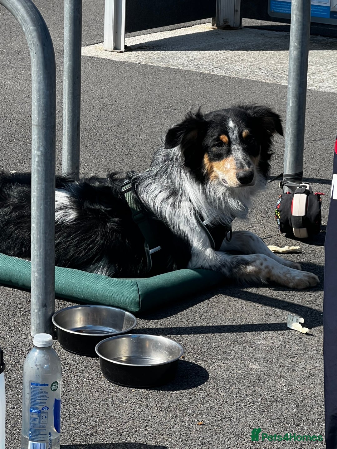 Mixed Breed dogs for sale: Jynx 1Yr4mnth Border Collie looking for right home - Advert 3