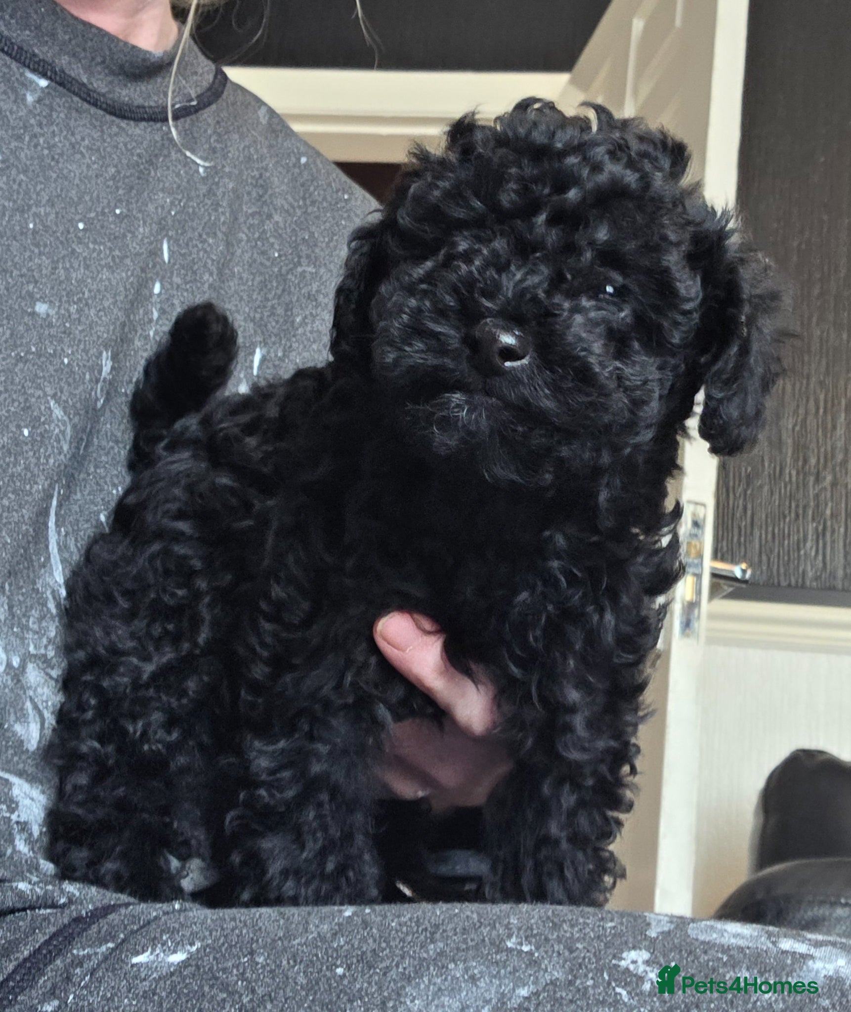 Toy Poodle dogs Gorgeous Toy poodle boy puppy - Advert 8