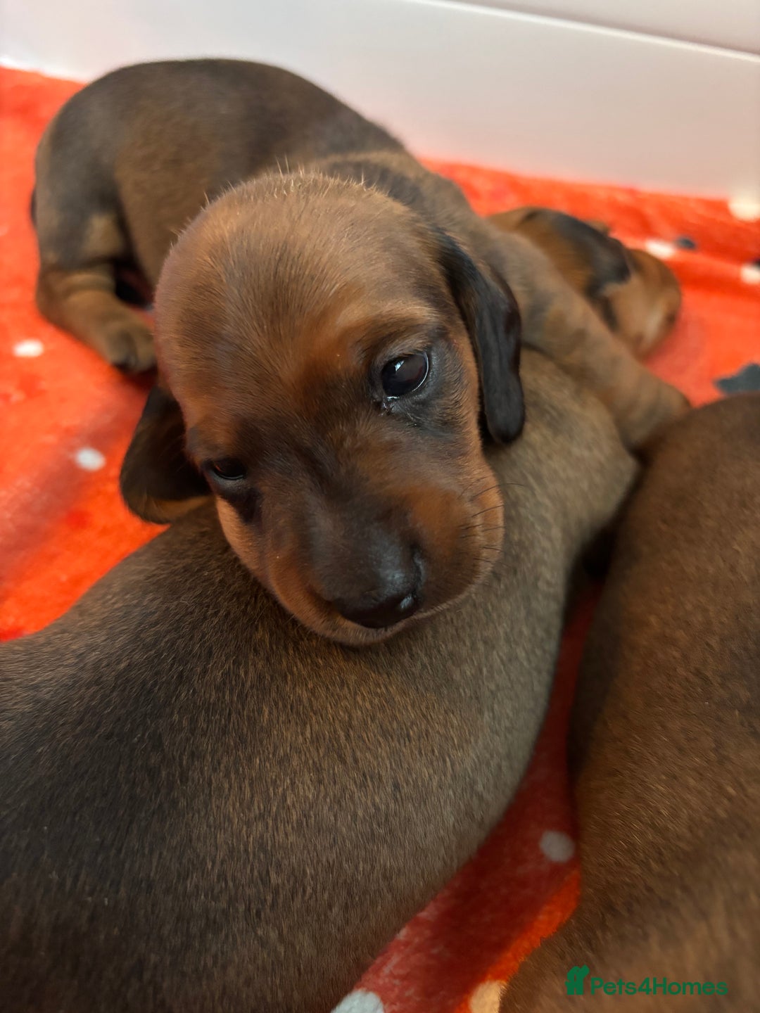 Miniature Dachshund dogs for sale: Miniature smooth hair dachshund puppies for sale - Advert 4