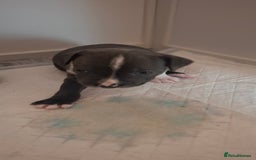Staffordshire Bull Terrier dogs for sale: Blue Staffordshire bull terrier puppies  - Image 11