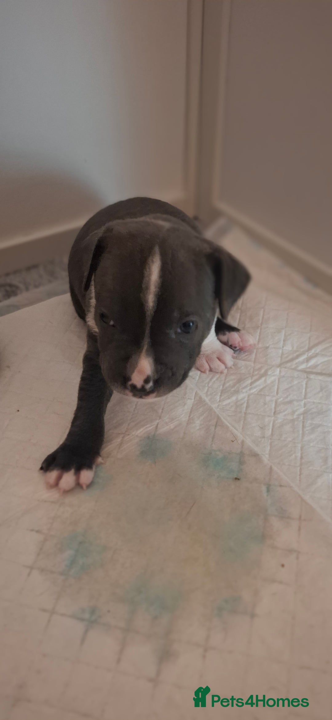 Staffordshire Bull Terrier dogs for sale: Blue Staffordshire bull terrier puppies  - Image 11
