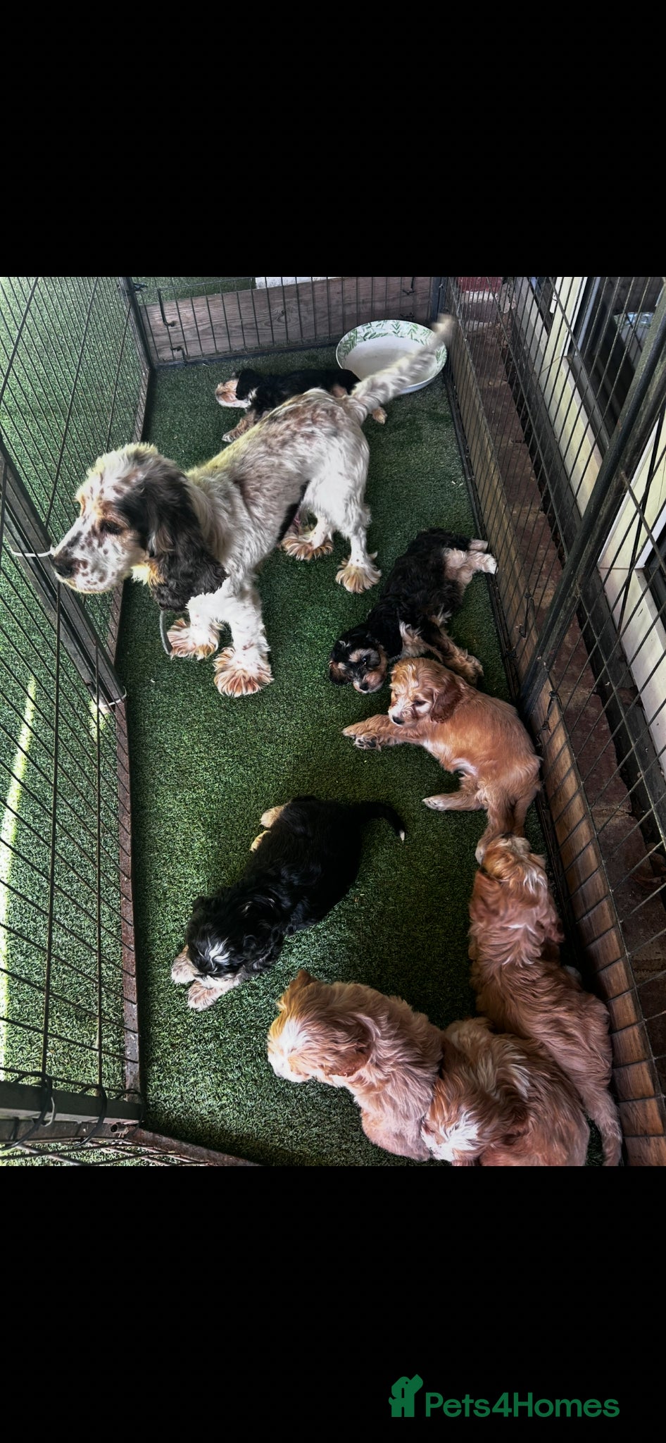 Cockapoo dogs Beautiful show cockerpoo puppies  - Advert 2