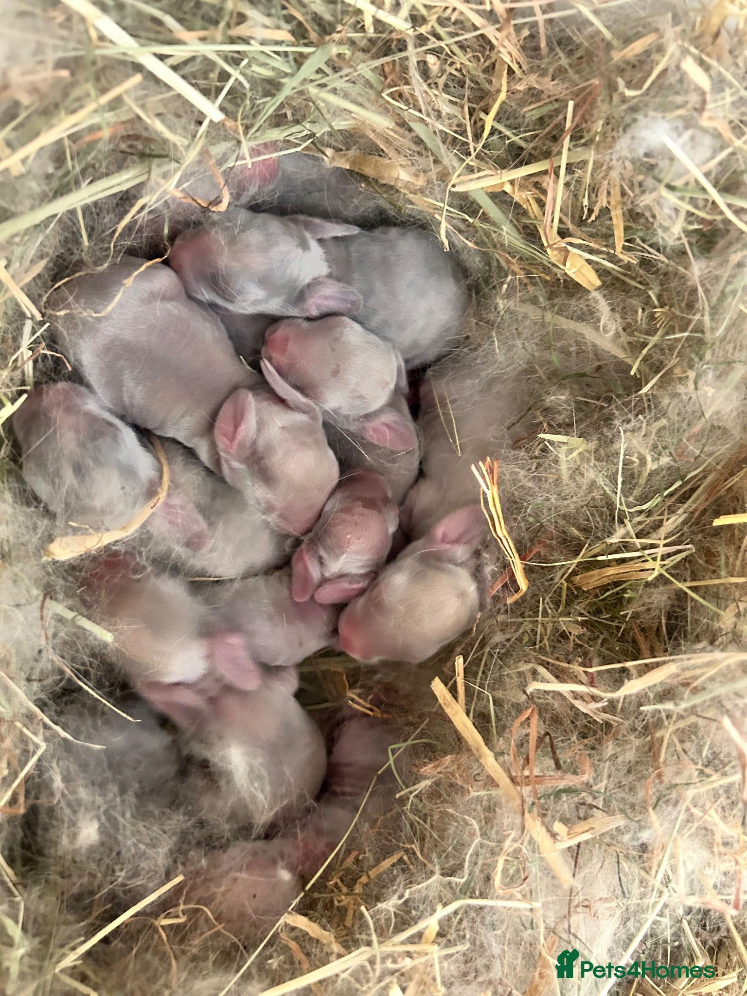 French Lop rabbits Wait List Open - French Lop babies in nest.  - Advert 5