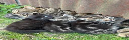 Mixed Breed cats for sale: Beautiful yard kittens  - Advert 6