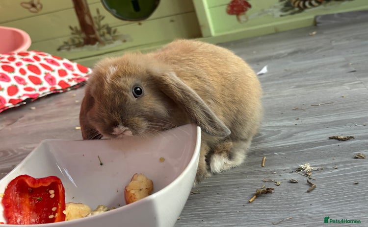 Mini Lop rabbits - Advert 8