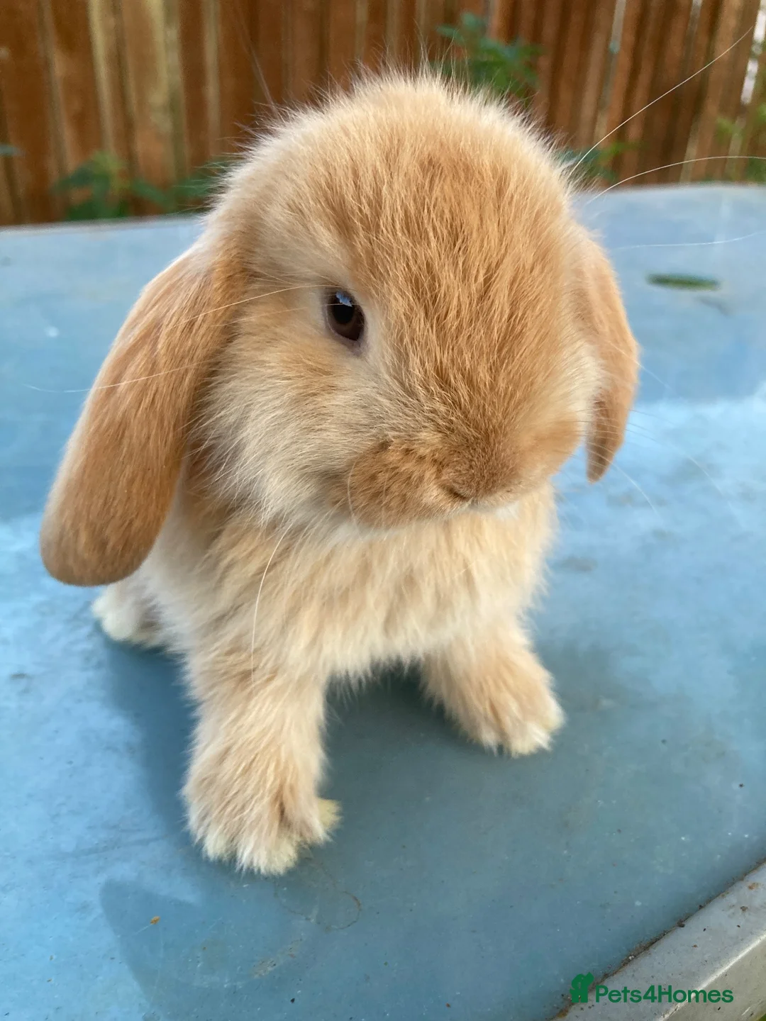 French Lop rabbits for sale: French Lop Bunnies in London - Advert 2