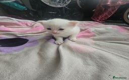 British Shorthair cats for sale: Darling Kittens  - Image 2