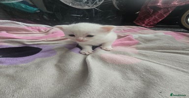 British Shorthair cats - Advert 7