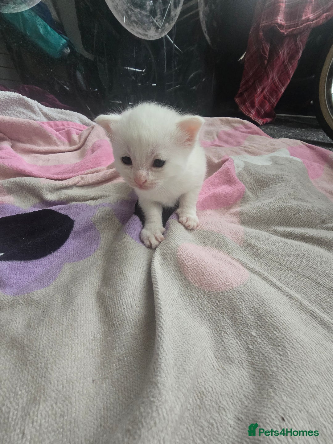 British Shorthair cats for sale: Darling Kittens  - Image 2