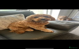 Cavapoo dogs for sale: F1B OUTSTANDING RARE RAINBOW 🌈 BABIES (Cavapoo)  - Image 23