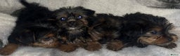 Yorkshire Terrier dogs for sale: Yorkshire Terrier Puppies  - Advert 8