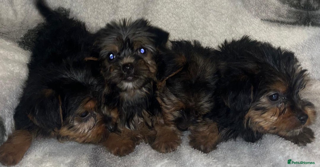 Yorkshire Terrier dogs for sale: Yorkshire Terrier Puppies  - Advert 8