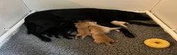 Labrador Retriever dogs for sale: 1 fox red boy & 1 yellow girl available.   in Woking - Advert 5