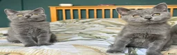 British Shorthair cats for sale: British Shorthair kittens - Advert 12