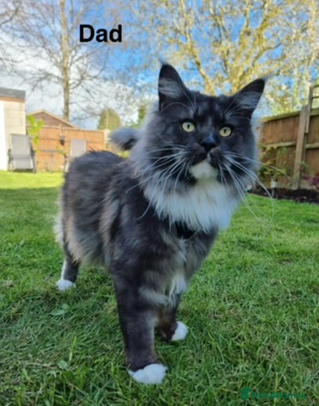 Maine Coon cats for sale: Stunning Pedigree Maine Coon Kittens for Sale - Advert 11