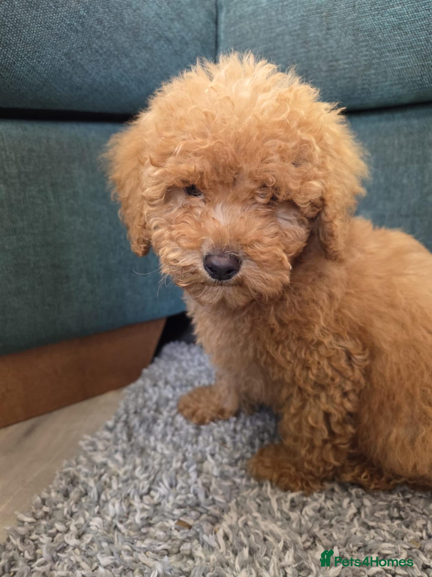 Miniature Poodle dogs Red minature poodles. - Advert 9