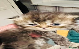 Persian cats for sale:  ⸻  ✨ Pedigree chinchilla Kittens  - Image 5