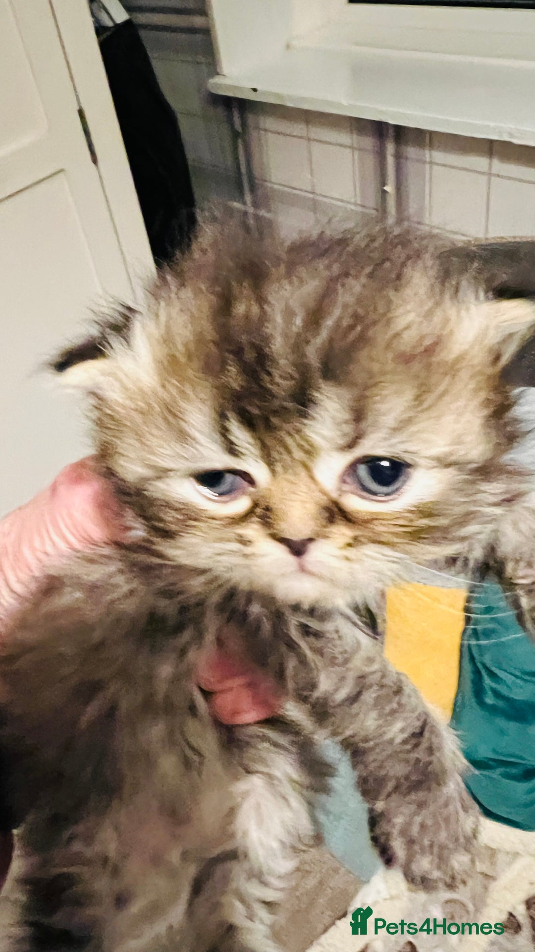 Persian cats for sale:  ⸻  ✨ Pedigree chinchilla Kittens  - Image 5