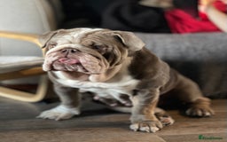 English Bulldog dogs for sale: 5 year old English bulldog  - Image 10
