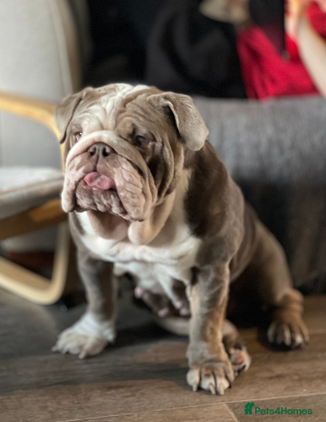 English Bulldog dogs for sale: 5 year old English bulldog  - Image 10