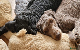 Labradoodle dogs for sale: Mother and daughter  - Image 2