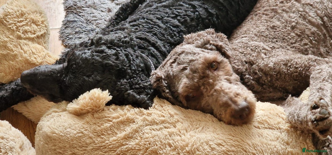 Labradoodle dogs for sale: Mother and daughter  - Image 2