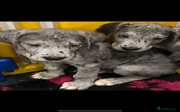 Great Dane dogs for sale: READY NOW PURE BRED GREAT DANE PUPPIES FOR SALE - Image 16