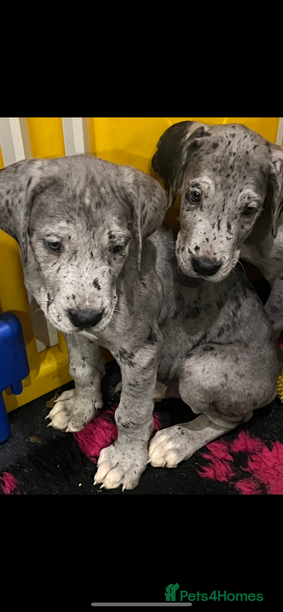 Great Dane dogs for sale: READY NOW PURE BRED GREAT DANE PUPPIES FOR SALE - Image 16