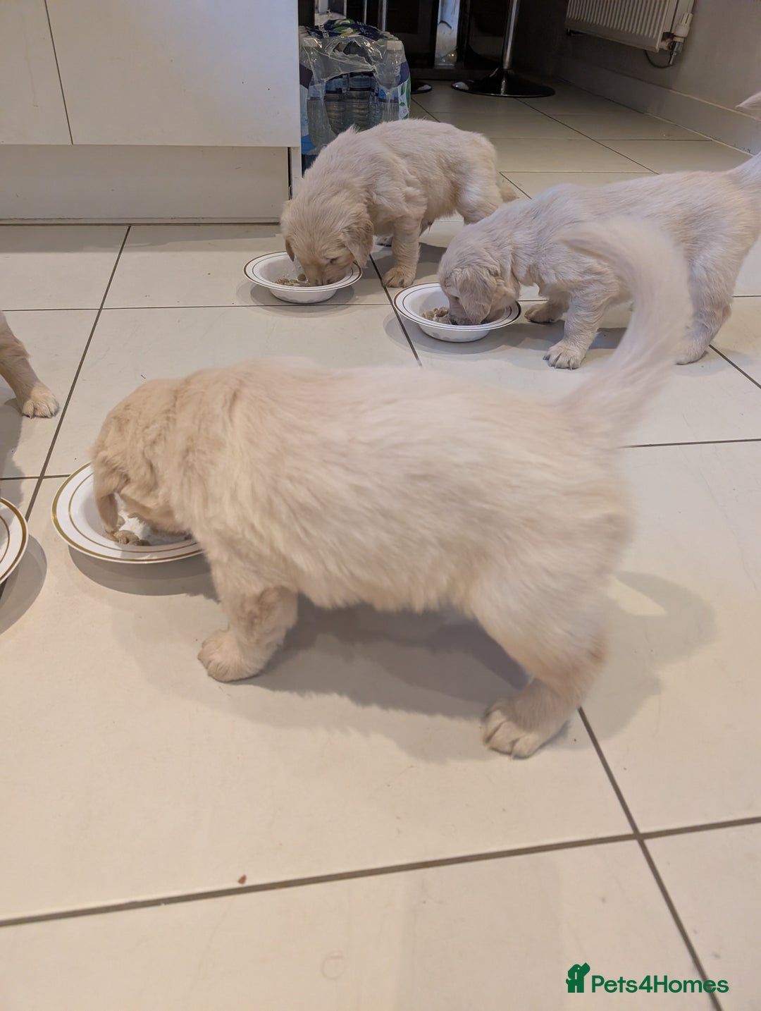 Golden Retriever dogs for sale: Golden Retriever Puppies For Sale - Advert 7