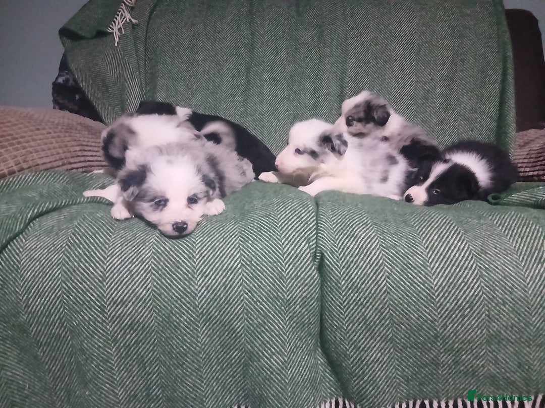 Mixed Breed dogs for sale: Beautiful blue Merle border collie puppies  - Advert 1