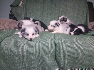 Mixed Breed dogs Beautiful blue Merle border collie puppies - Advert 4