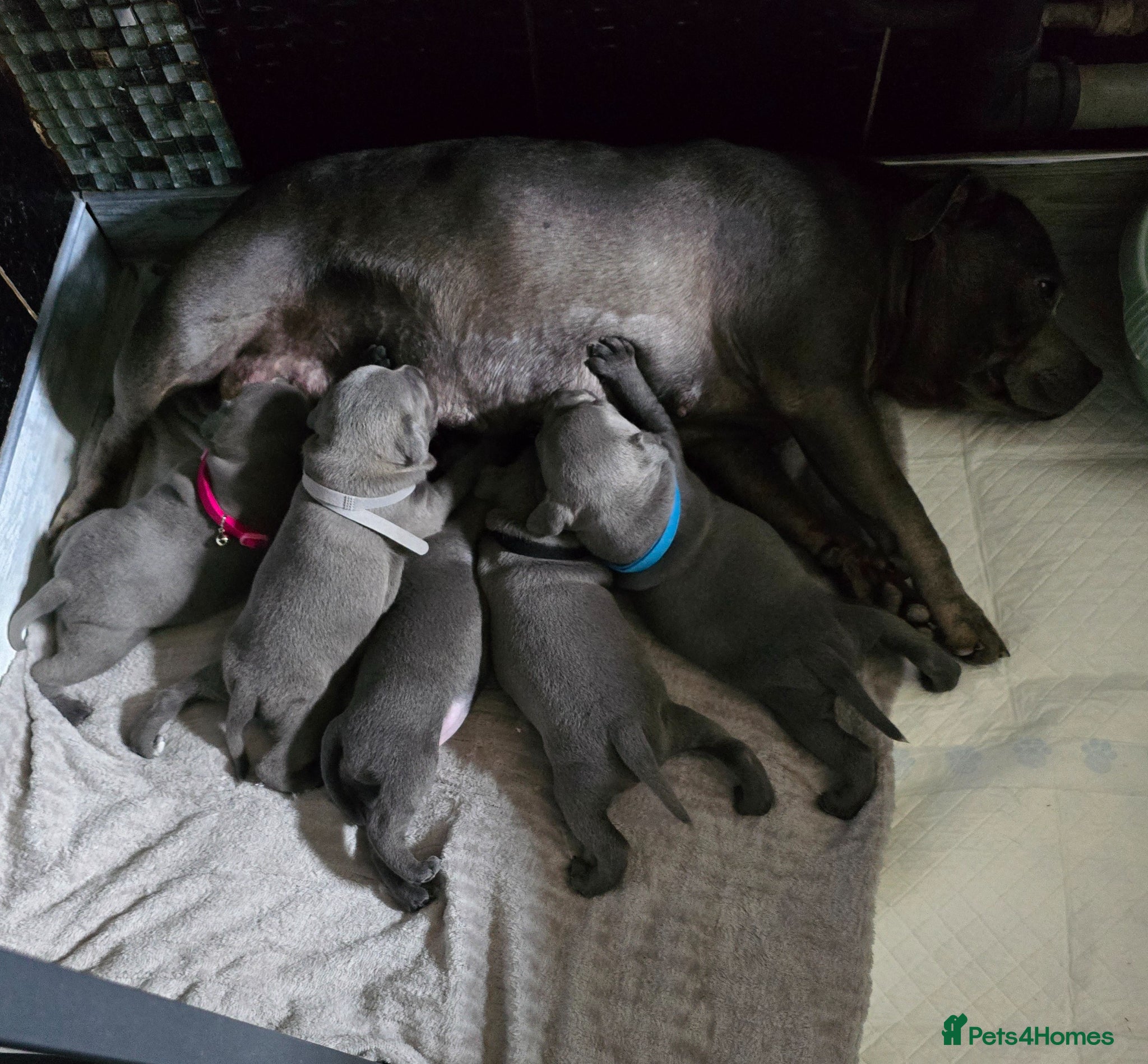 Staffordshire Bull Terrier dogs Stunning KC reg SBT BLUE PUPS - Advert 2