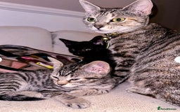 Mixed Breed cats for sale: Black / Tabby kittens - Image 2