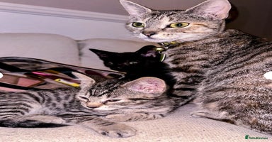 Mixed Breed cats - Advert 9