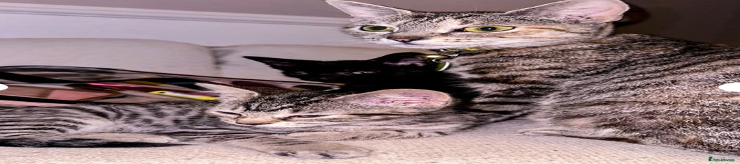 Mixed Breed Kitten 1