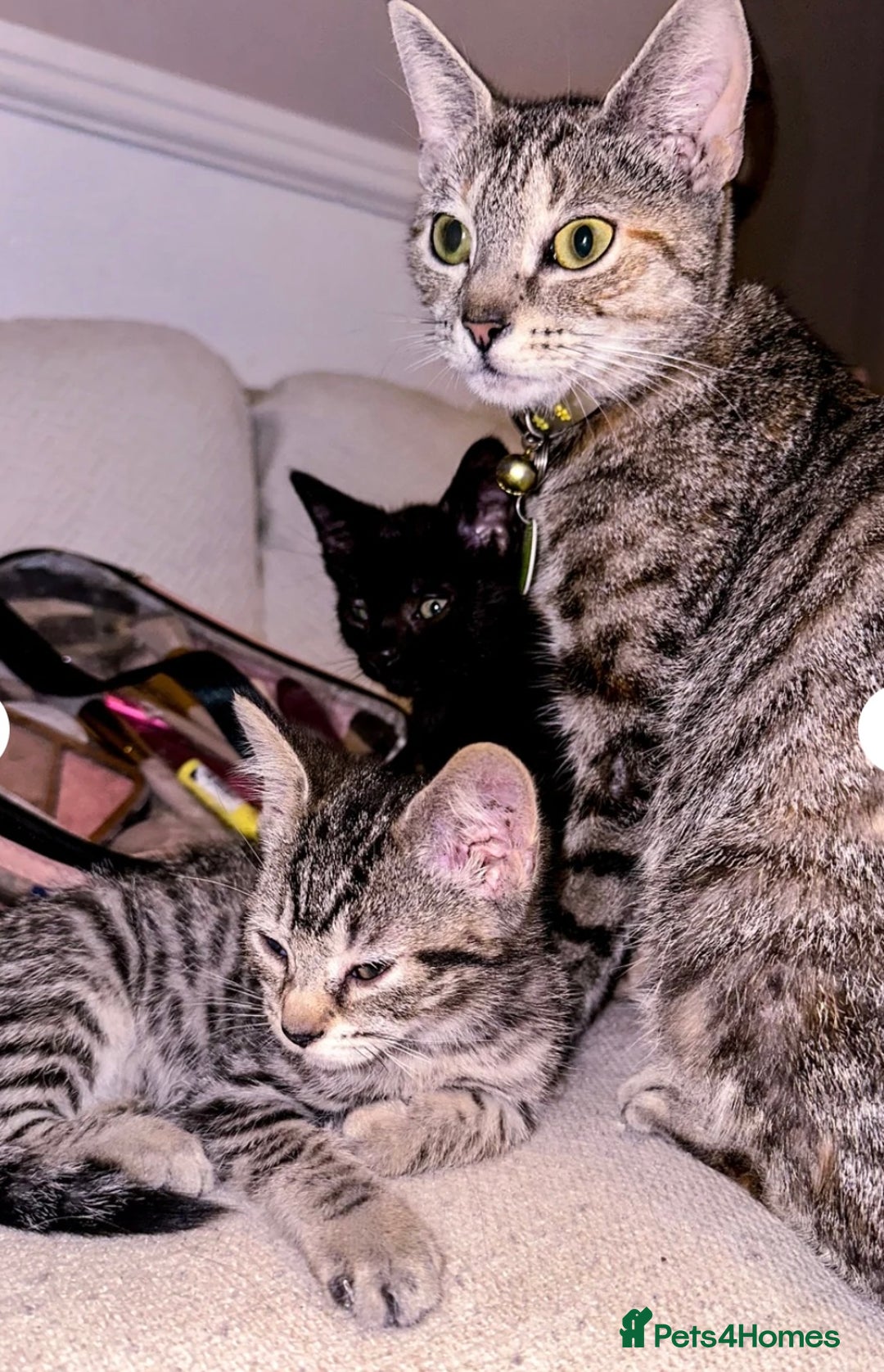 Mixed Breed cats for sale: Black / Tabby kittens - Image 2