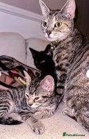 Mixed Breed cats - Advert 9