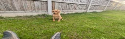 Labrador Retriever dogs for sale: Red fox Labrador males  - Advert 2