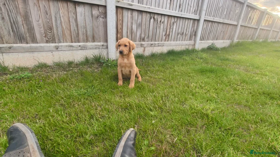 Labrador Retriever dogs for sale: Red fox Labrador males  - Advert 2