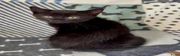 Mixed Breed cats for sale: Gorgeous Male Kitten  - Advert 2