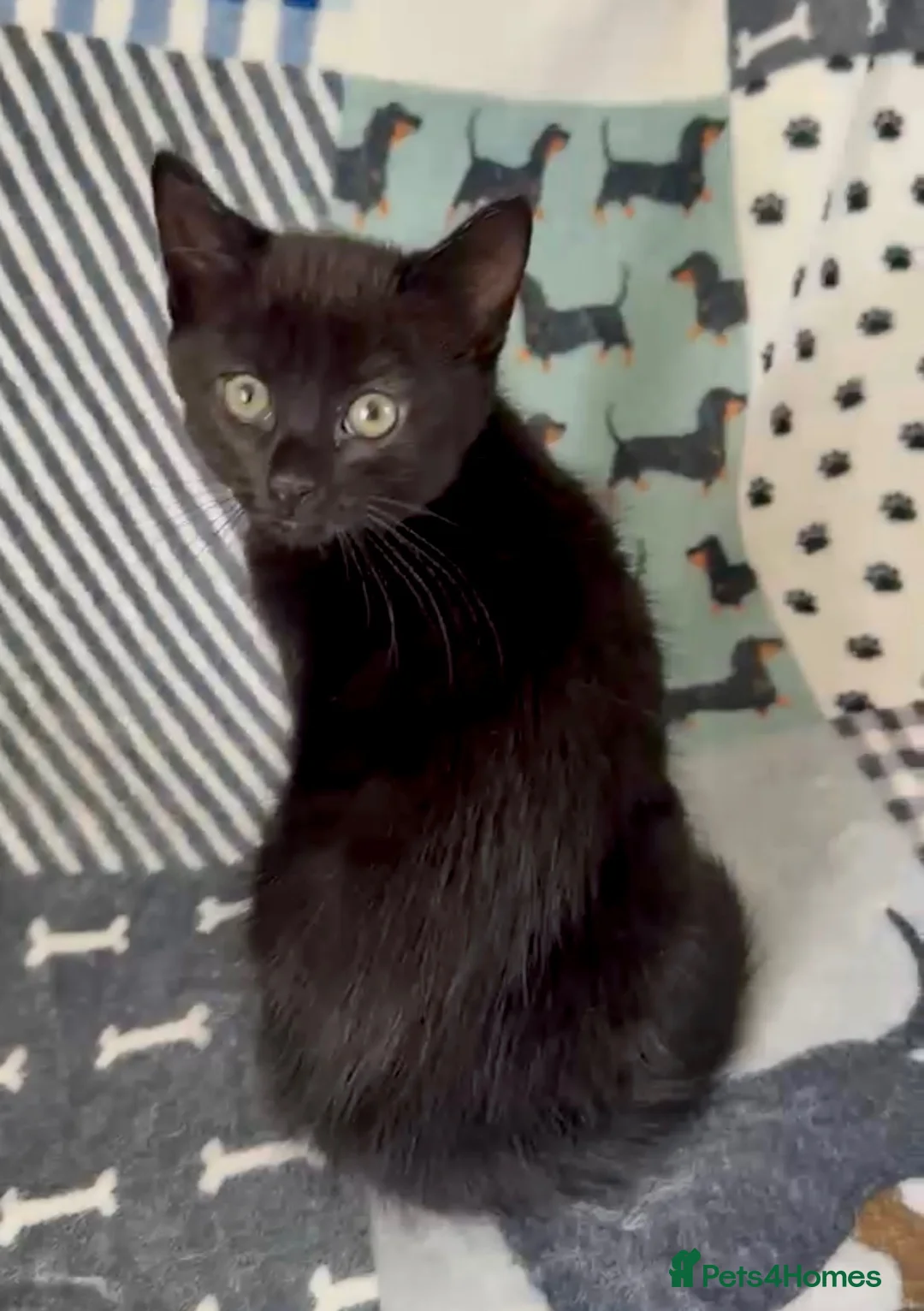 Mixed Breed cats for sale: Gorgeous Male Kitten  - Advert 2
