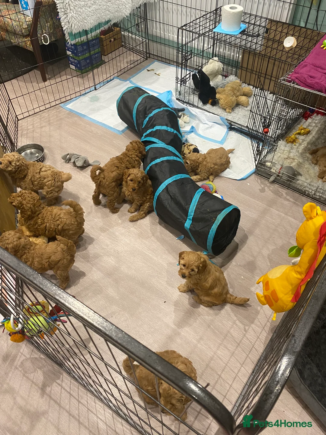 Mixed Breed dogs for sale: Miniature Double Doodles - Advert 9